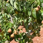 Mamma Maria Salento - Alle Macchie מרינה די פסקולוזה