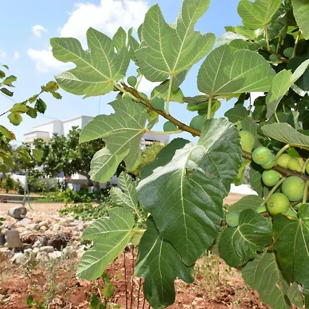 Mamma Maria Salento - Alle Macchie