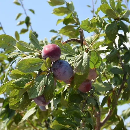 Mamma Maria Salento - Alle Macchie * Marina Di Pescoluse