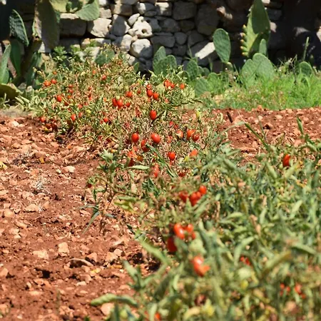 Mamma Maria Salento - Alle Macchie *