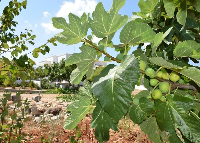 Mamma Maria Salento - Alle Macchie