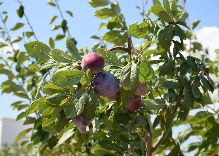 Mamma Maria Salento - Alle Macchie * مارينا دي بيسكولوس
